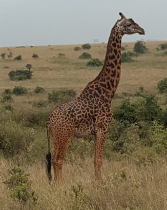Giraffe standing majestically.