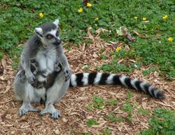 Lemurs found only in Madagascar. Photo credit Wikicommons.